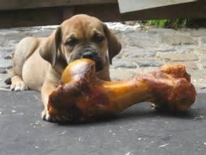 Hondenbotten: méér dan een traktatie