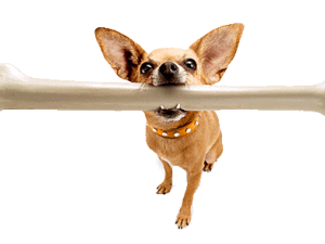 Hondenbotten of Kluiven?