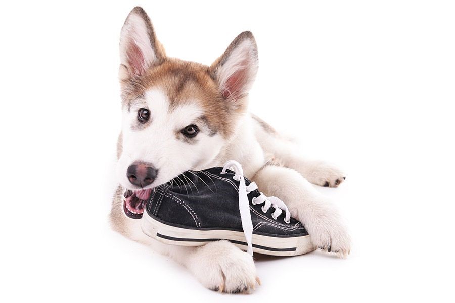 Afbeeldingsresultaat voor kauwen hond